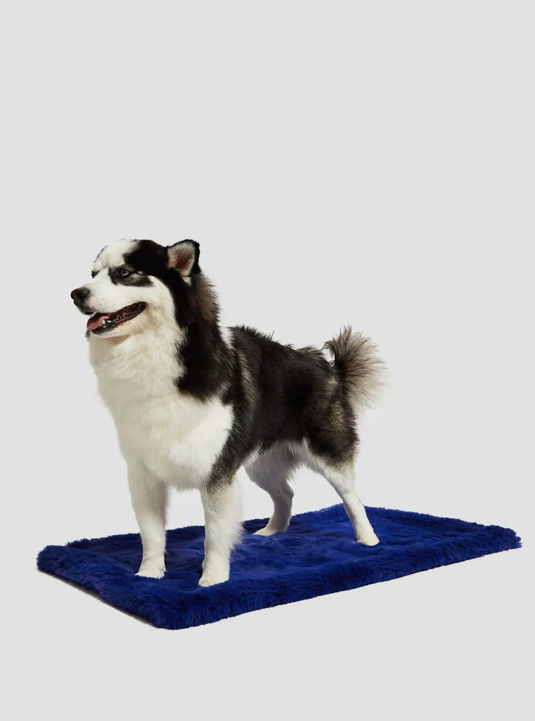 Blue Faux-Fur Luxury Pet Rug Guess